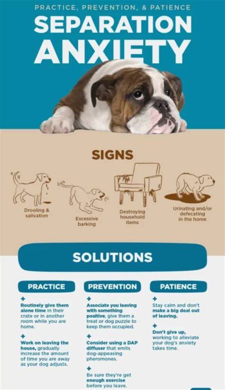 How to stop your dog's anxiety?