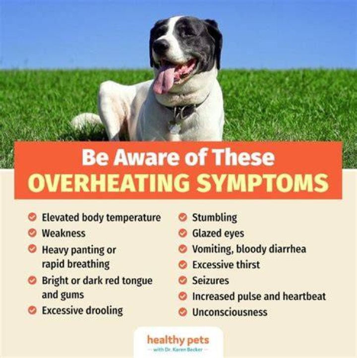 How to tell if your dog is overheating?