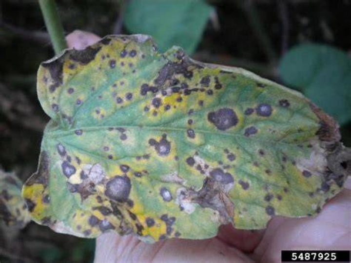 How to treat tomato leaf mold?