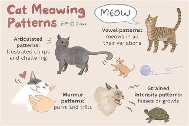 How to understand kittens meows?
