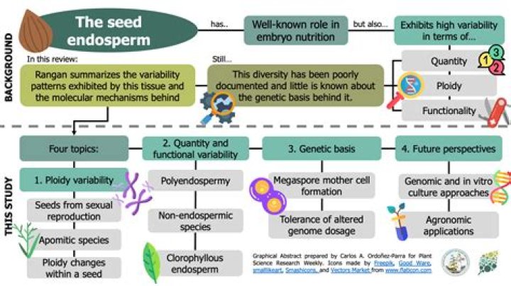 In an angiosperm seed what is the function and ploidy of endosperm?