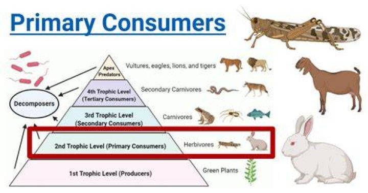 In ecosystems primary consumers are?