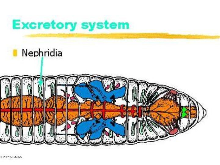 In excretory system of annelida segmented nephridia is?