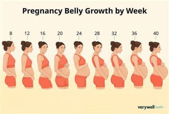 In which month of pregnancy tummy comes out?