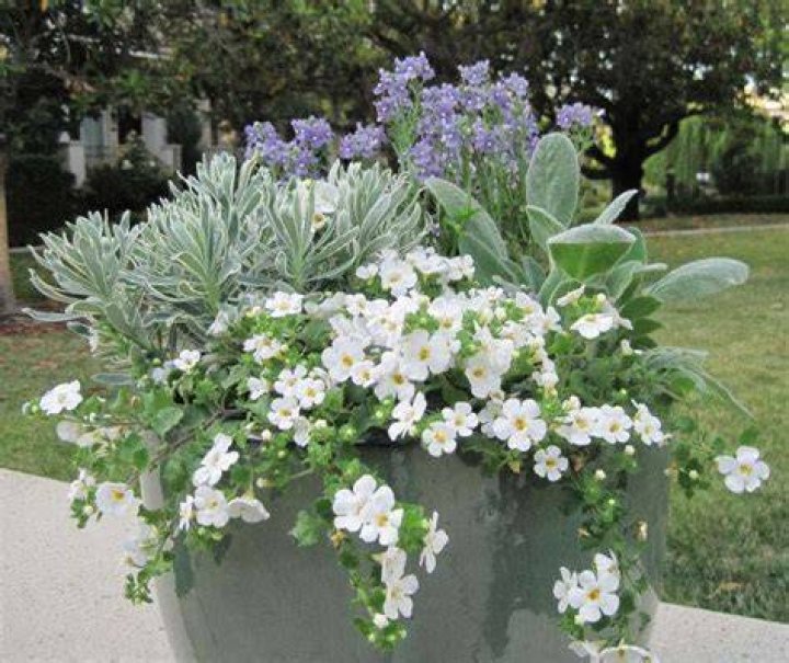 Is bacopa an annual or perennial?