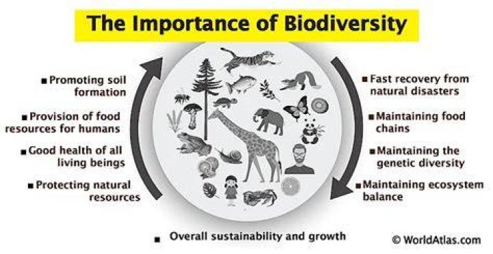 Is biodiversity important in ecosystems?