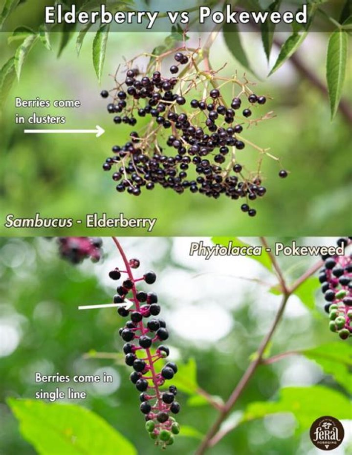 Is black elderberries edible?
