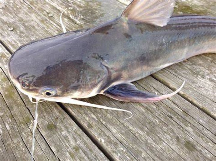 Is catfish a bagre?
