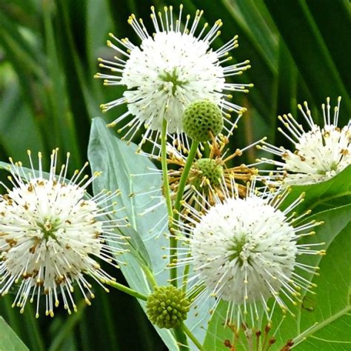Is cephalanthus occidentalis deer resistant?