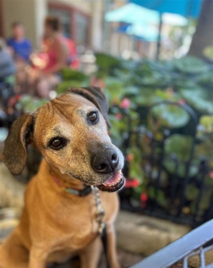 Is flounders pensacola dog friendly?