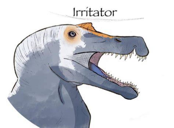 Is irritator a noun?