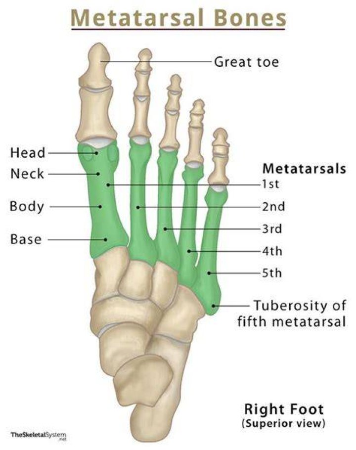 Is it metatarsus or metatarsal?