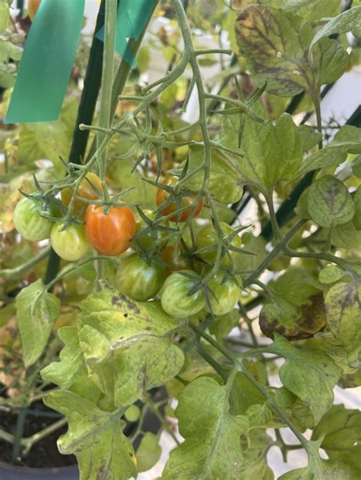 Is it safe to eat tomatoes with septoria?