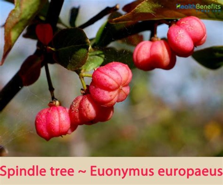 Is japanese spindle tree poisonous?