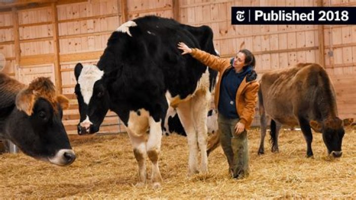 Is knickers the cow still alive?