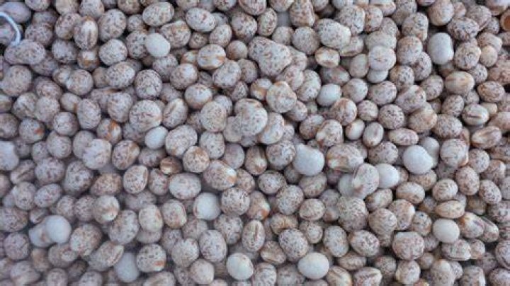Is lupins a grain?