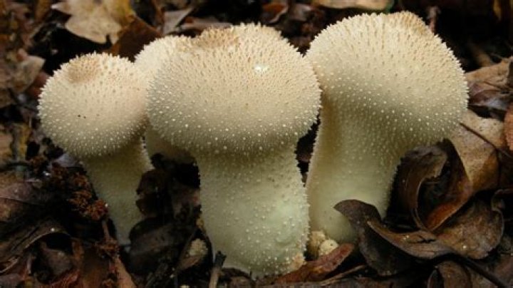 Is lycoperdon perlatum edible?