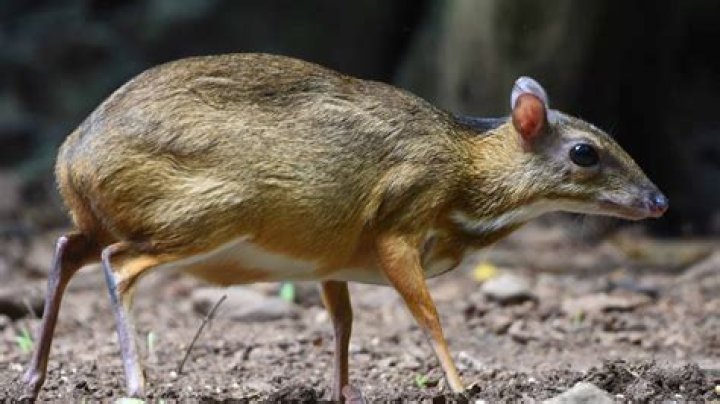 Is mouse deer real?