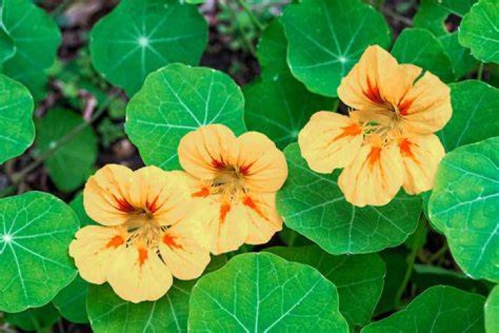 Is nasturtium a perennial?