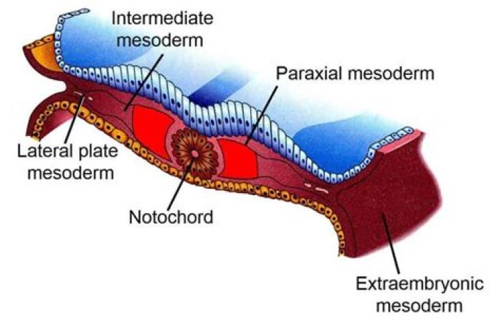 Is notochord mesoderm or ectoderm?