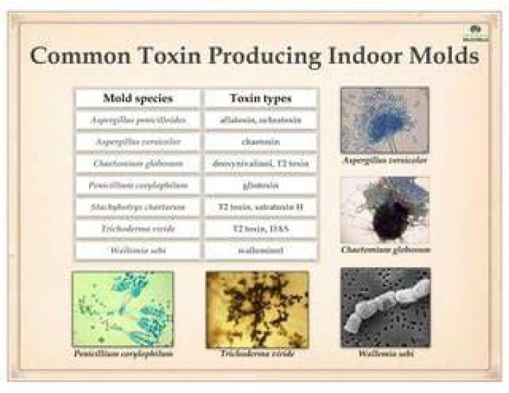 Is ochratoxin a black mold?