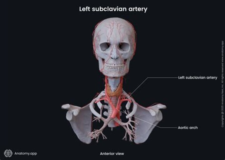 Is subclavian a artery?