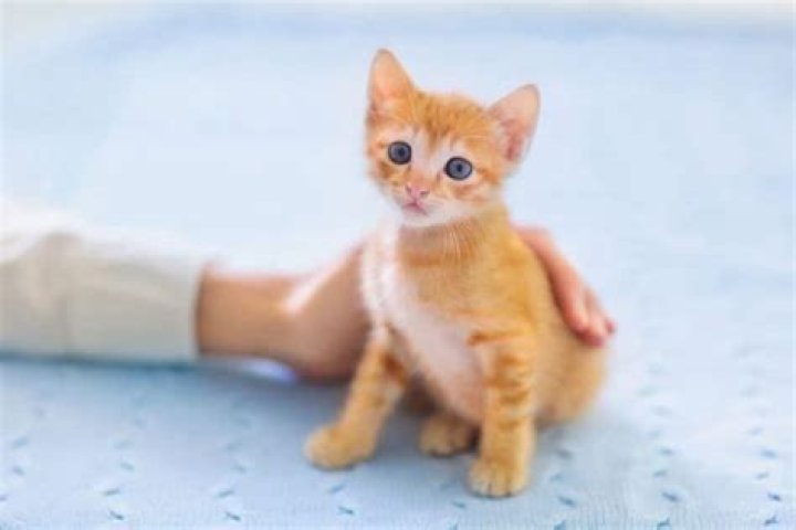 Should i get a kitten for my cat?