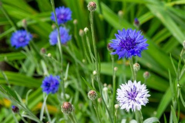 Should i stake cornflowers?