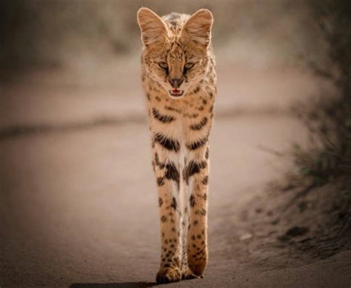 Were do servals live?
