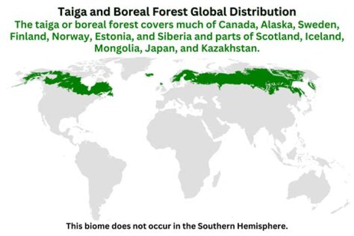 Were is the boreal forest located?