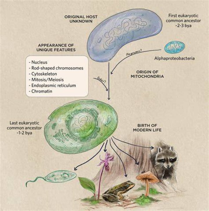 Were the first eukaryotes haploid?