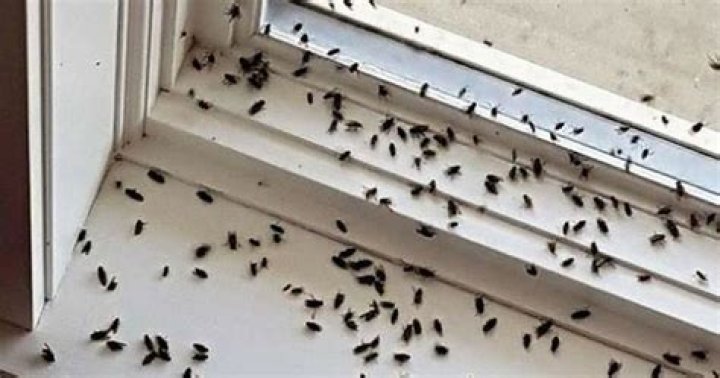 What are cluster flies?