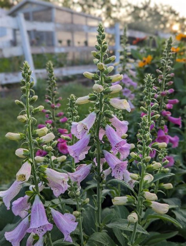 What do foxgloves produce?