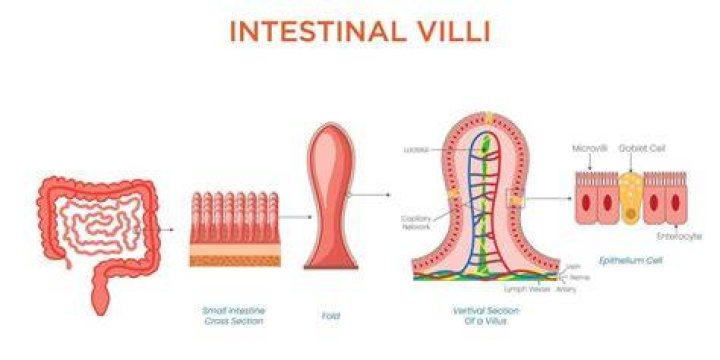 What do villi do?