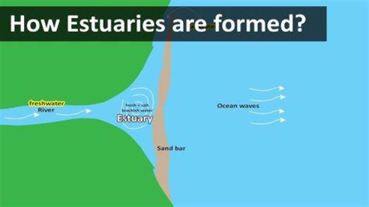 What does estuaries mean?