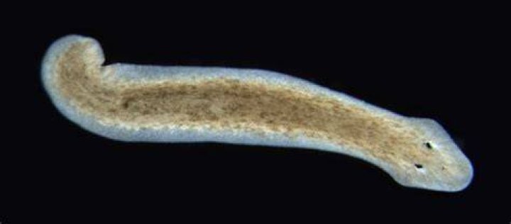 What is a planarian worm?