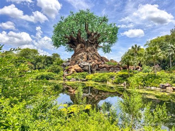What is a retama tree?