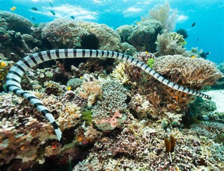 What is a sea snakes habitat?