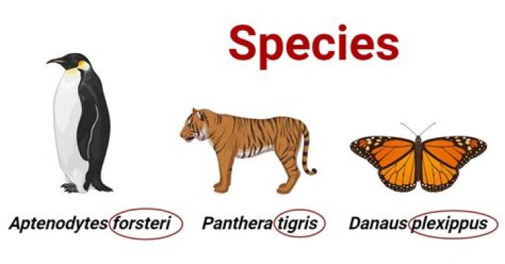 What is a species simple definition?
