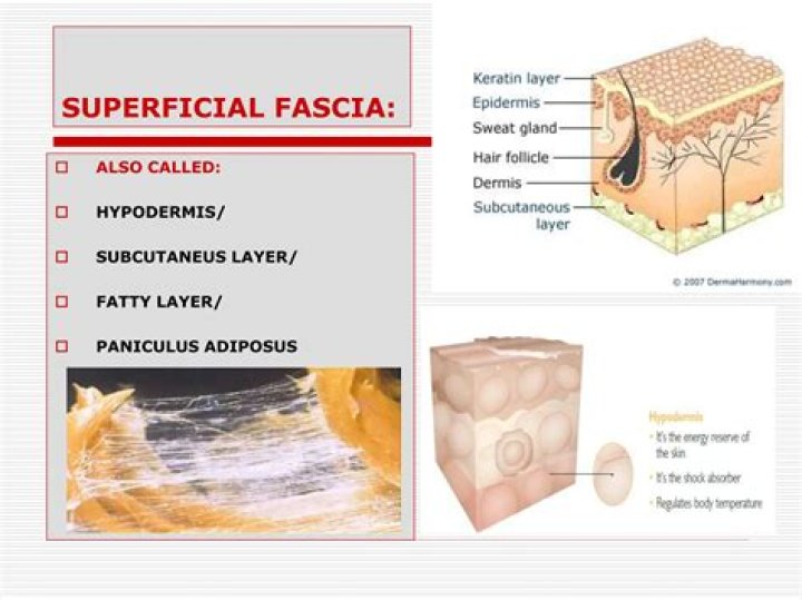 What is superficial fascia?