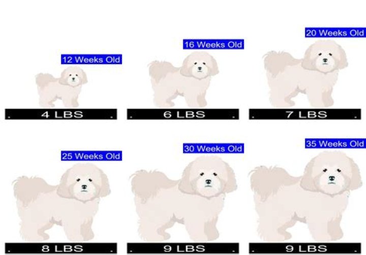 What is the average lifespan of a coton de tulear?