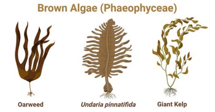 What is the common name of phaeophycean alga?
