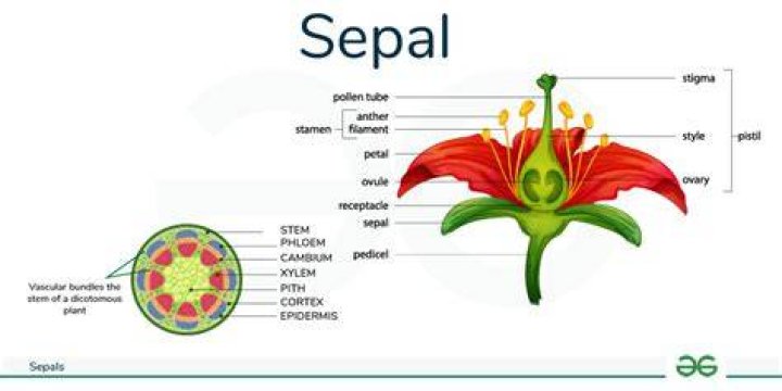 What is the function of sepal and petal?
