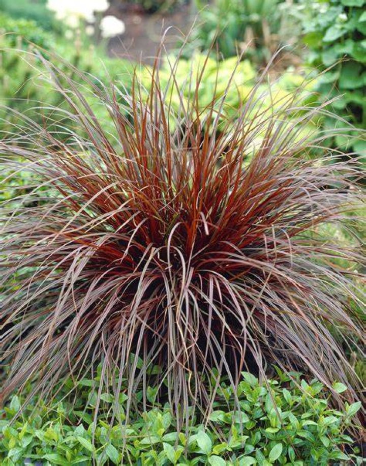 What is uncinia rubra?