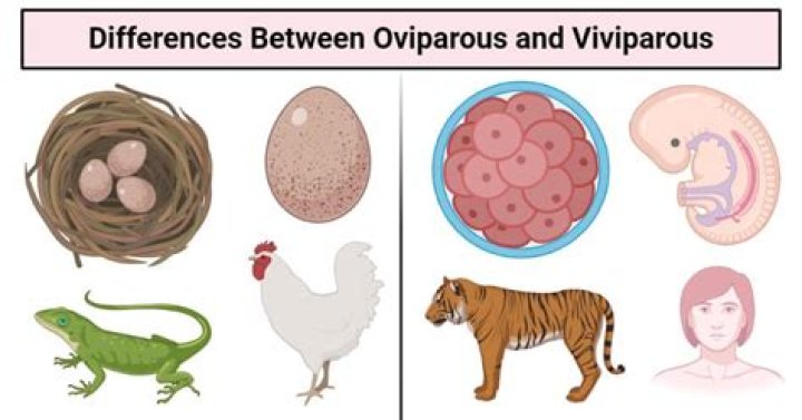 What is viviparous in biology?
