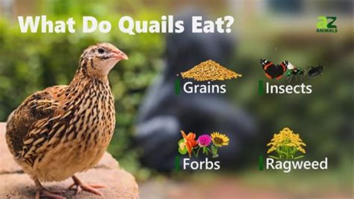 What quail eat in the wild?
