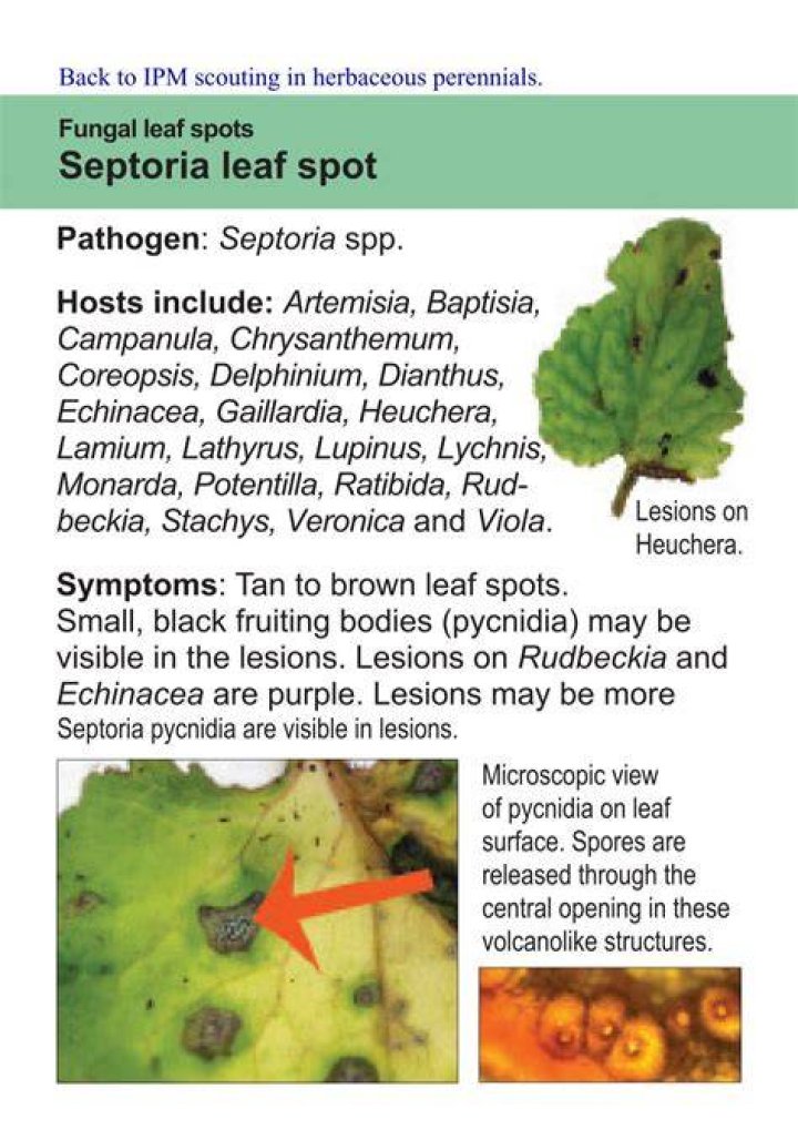 What to use for septoria leaf spot?