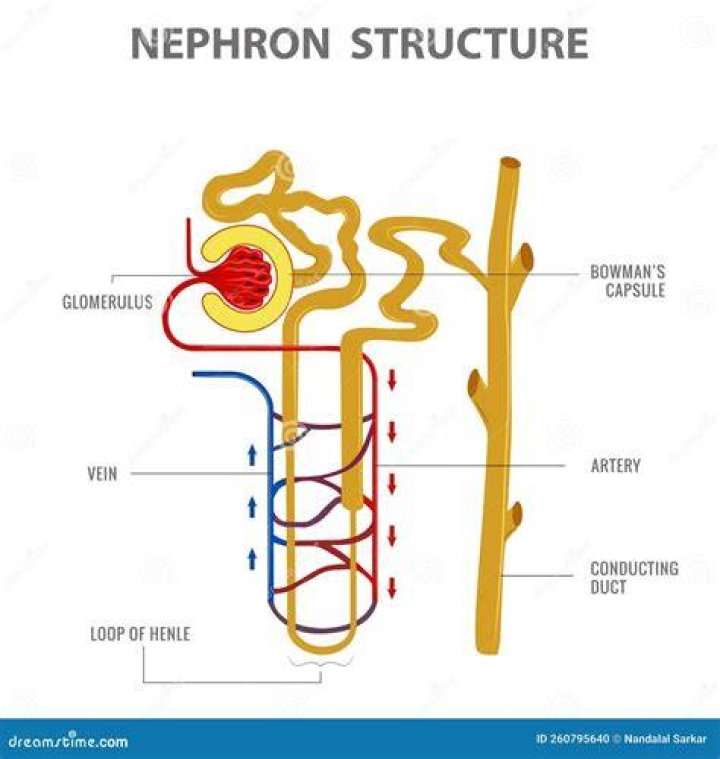 What words have nephr in it?