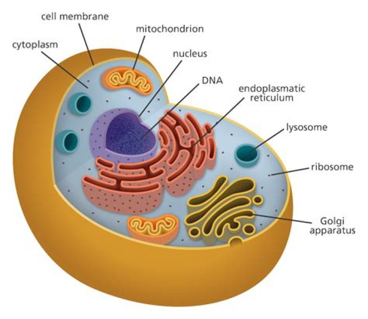 Whats cell has a nucleus and organelles?