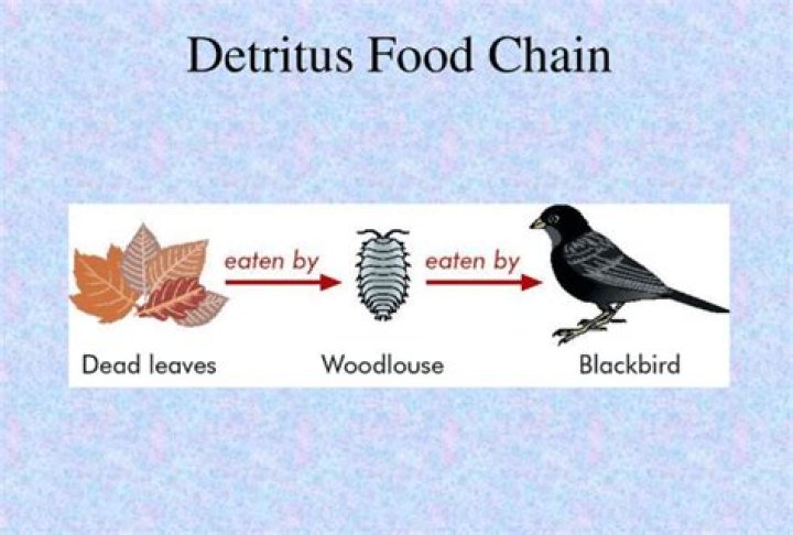 Whats the definition of detritus?